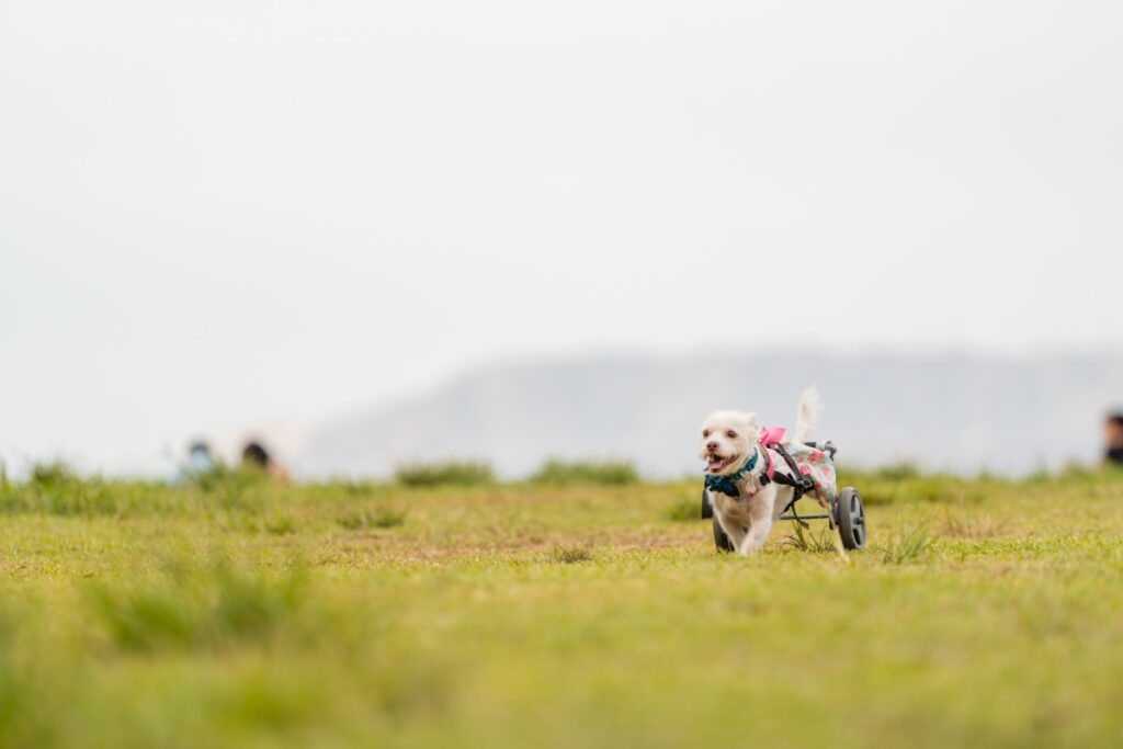 Happy small dog in a harness running on a grassy field.