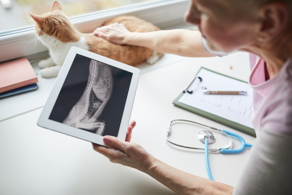 Veterinarian showing an X-ray on a tablet with a cat beside her.