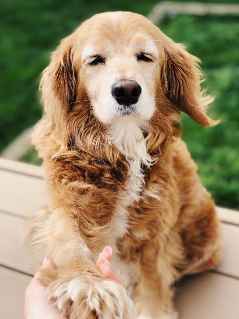 Golden retriever dog with closed eyes, shaking hands with a person.