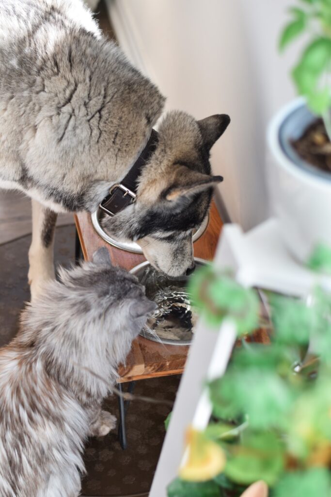 A German Shepherd and a fluffy gray cat drinking water together from a bowl.