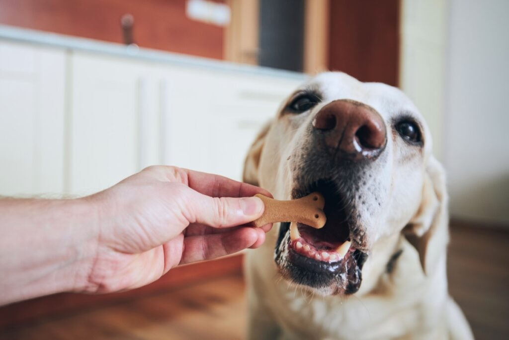 A Labrador retriever about to eat a treat from a person's hand.