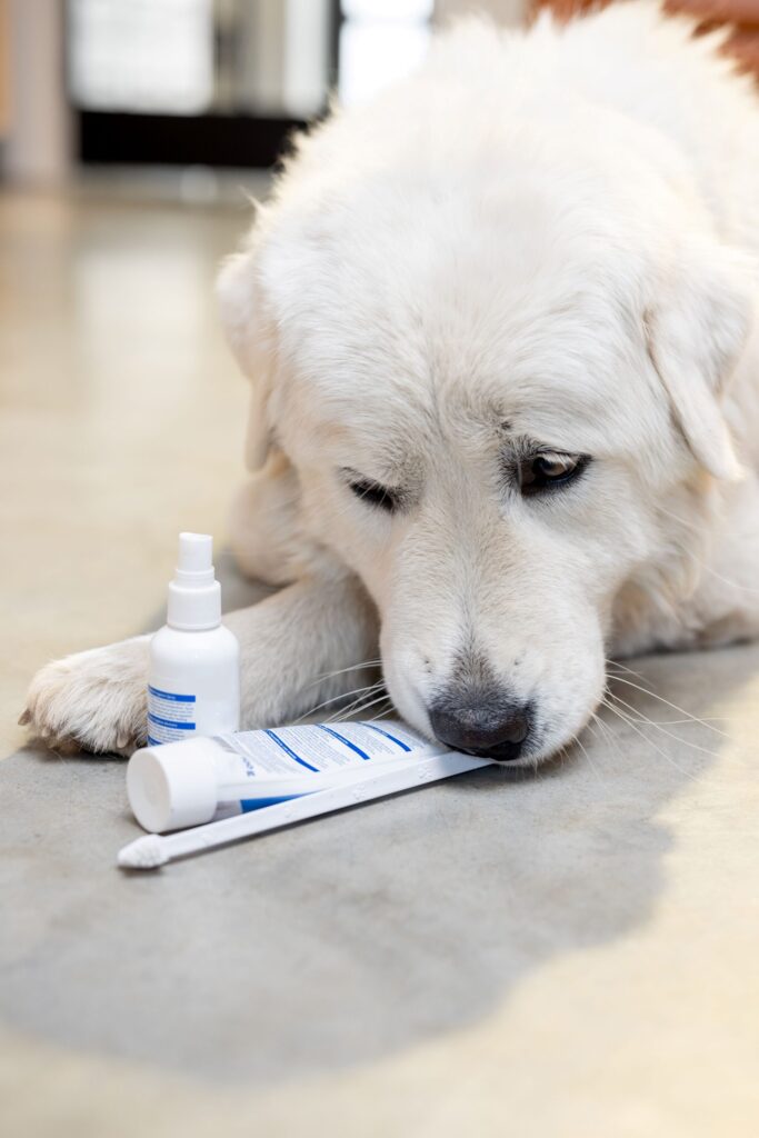 A white dog examining a toothpaste tube and spray bottle on the floor.
