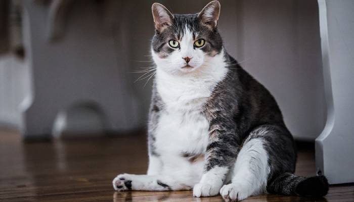 Gray and white cat sitting on a wooden floor looking directly at the camera.