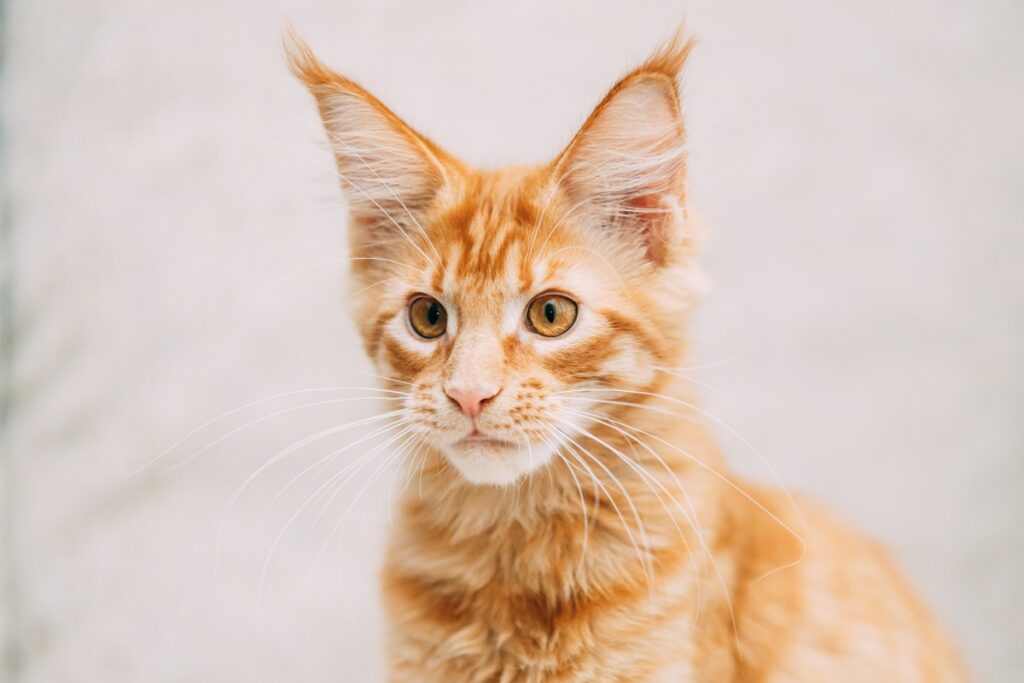 Young orange tabby cat with alert expression and large ears.
