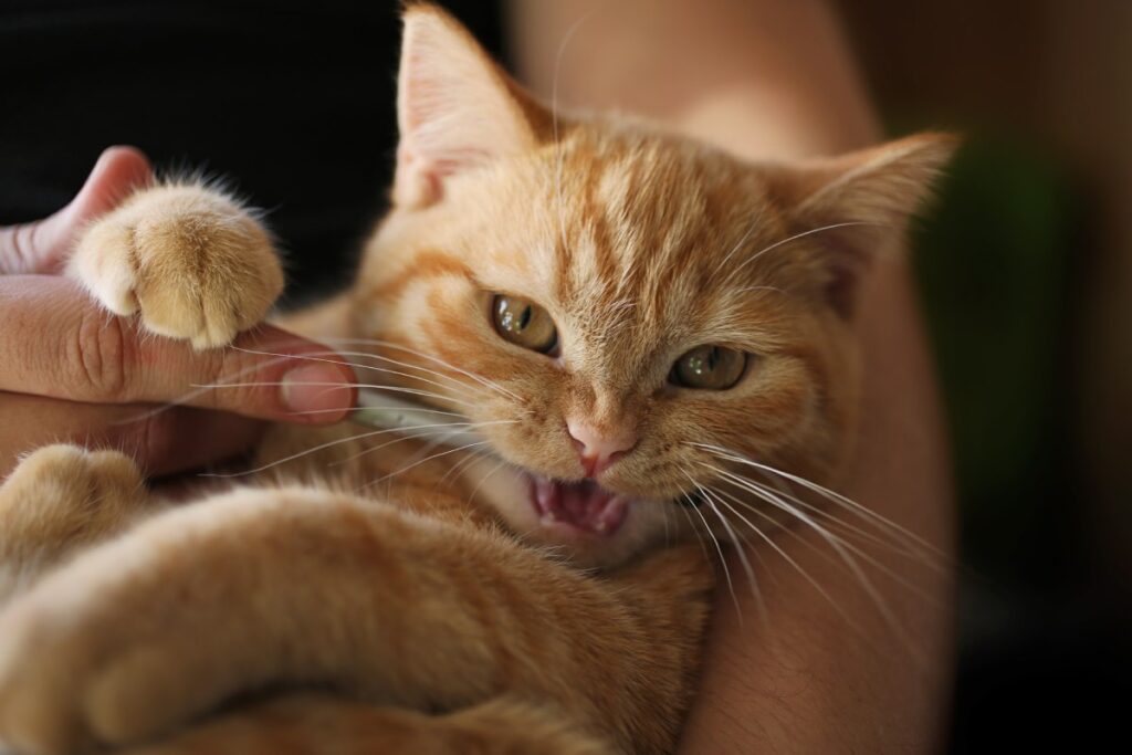 Orange tabby cat held in arms, paw extended, showing playful aggression.