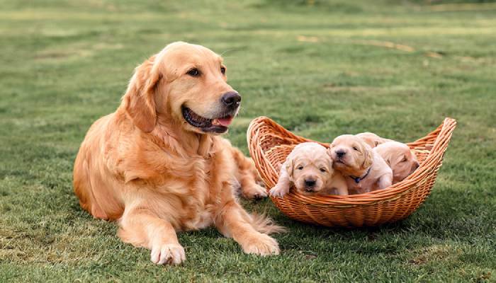 Adult golden retriever lying next to a basket with three puppies on grass.
