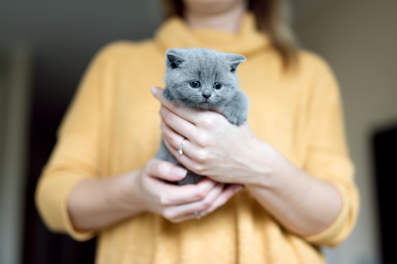 Woman in a yellow sweater holding a small gray kitten.