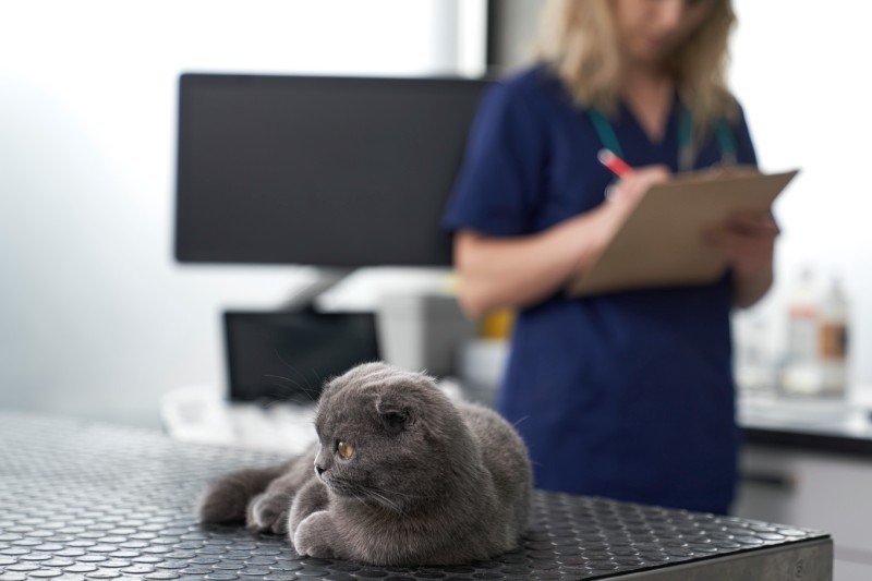 Gray cat on a table at the vet's office, with a blurred veterinarian writing in the background.