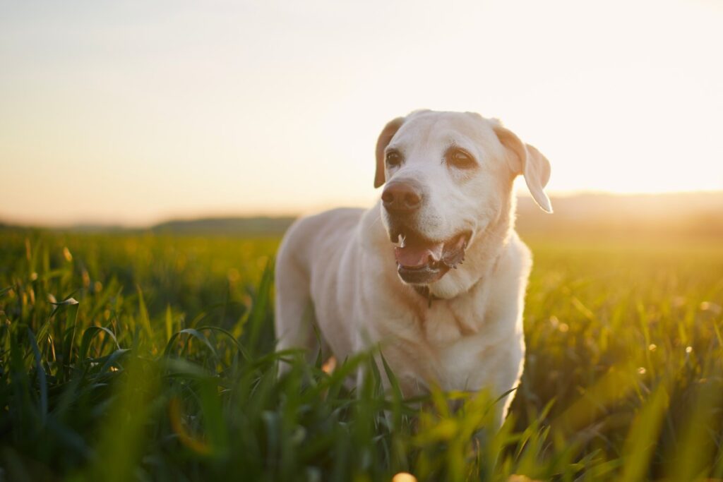 A Labrador dog standing in a sunny grass field at sunset.