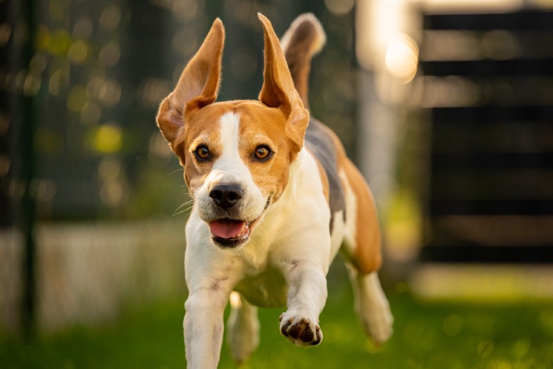 Beagle running towards the camera with ears flapping.