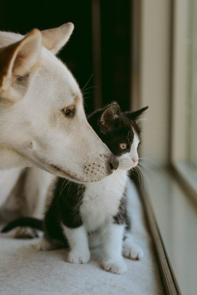 A dog and a black-and-white kitten close together, appearing curious or friendly.