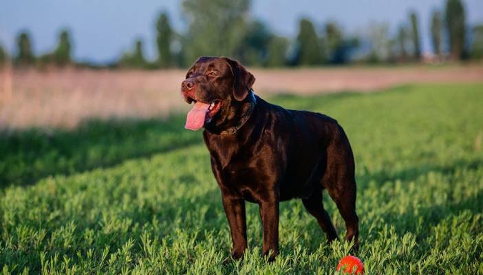 Chocolate Labrador standing in a field with a ball, tongue out.
