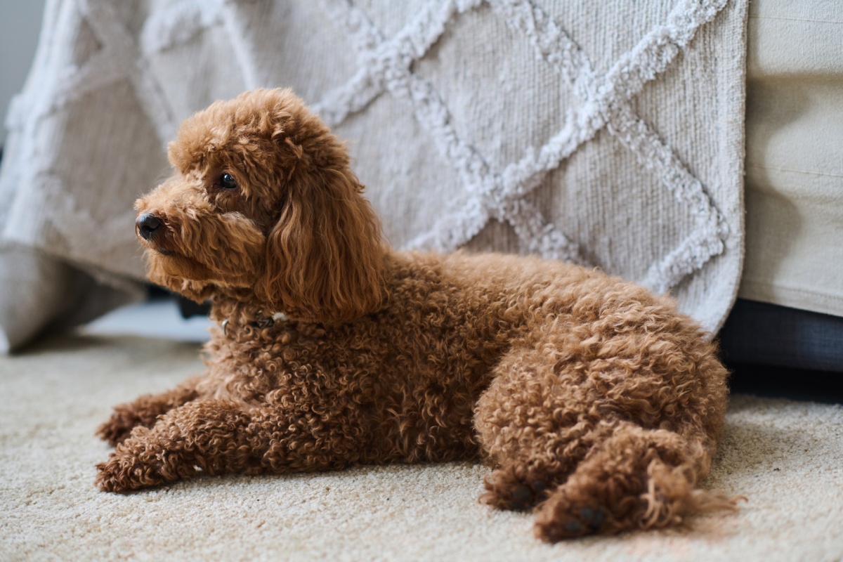 A fluffy brown poodle lying on a carpet beside a draped blanket.