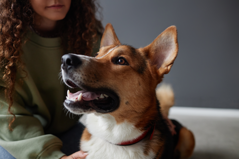Young woman with curly hair sitting next to a smiling corgi wearing a red collar.