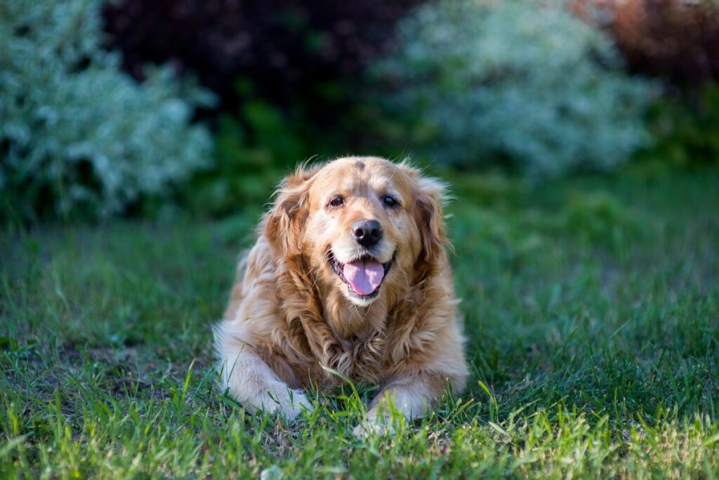 Golden retriever lying on grass with a cheerful expression.