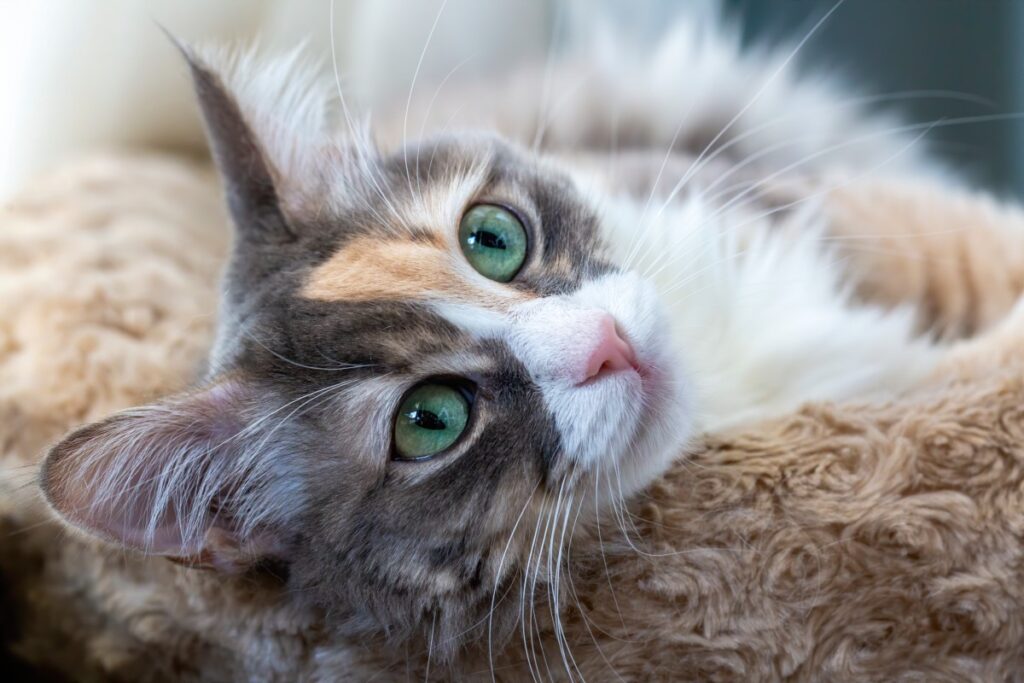 Close-up of a fluffy, multicolored cat with striking green eyes.