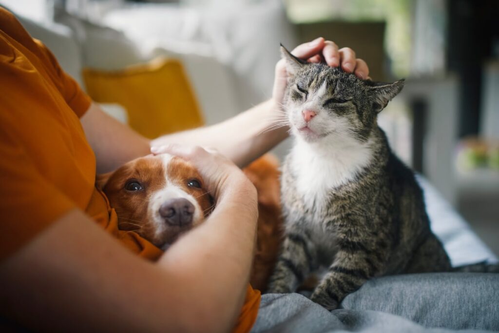 Person petting a content cat and a brown dog resting on their lap.