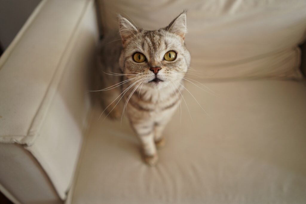 A curious tabby cat with yellow eyes standing on a cream sofa.