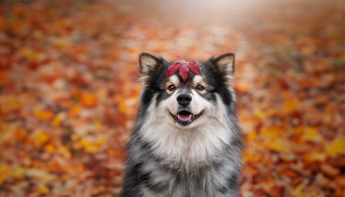 A fluffy dog with a red leaf on its head, smiling in an autumn leaf-covered setting.