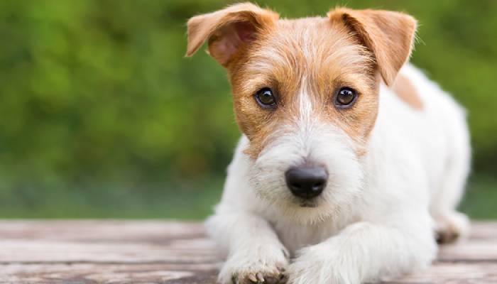 Close-up of a Jack Russell Terrier lying down, looking at the camera.
