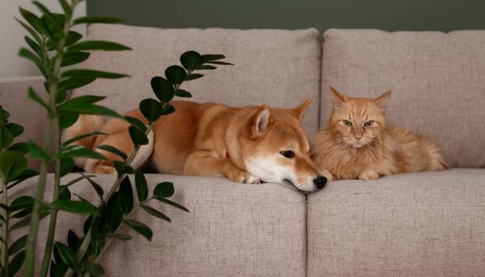 A Shiba Inu and an orange cat resting together on a beige couch.