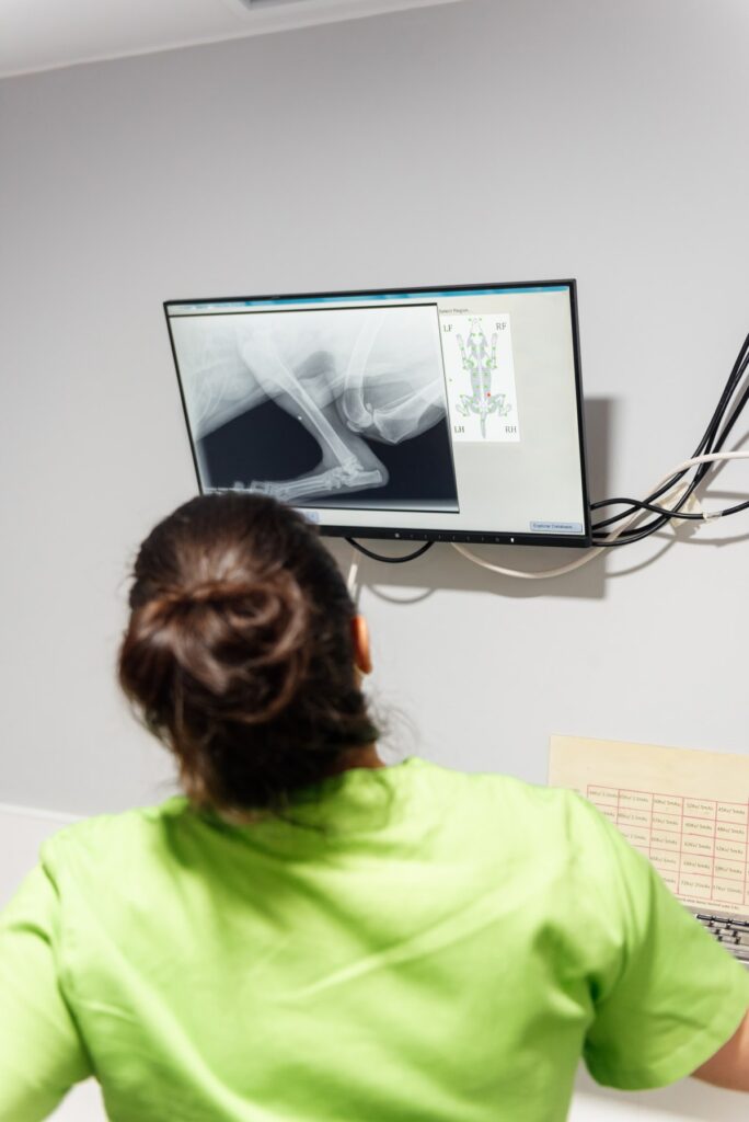 Person viewing an X-ray image of a dog on a computer screen.