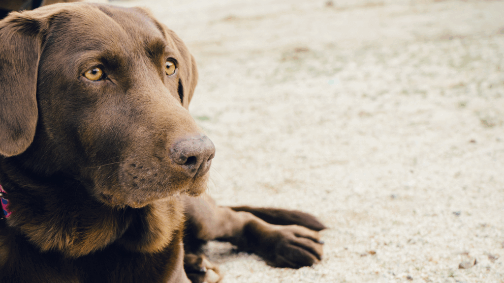 A chocolate Labrador retriever lying on sandy ground, looking thoughtful.