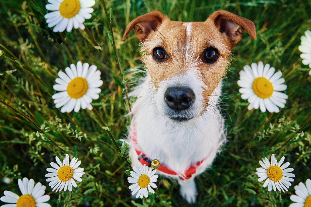 Jack Russell Terrier surrounded by daisies in a grassy field.