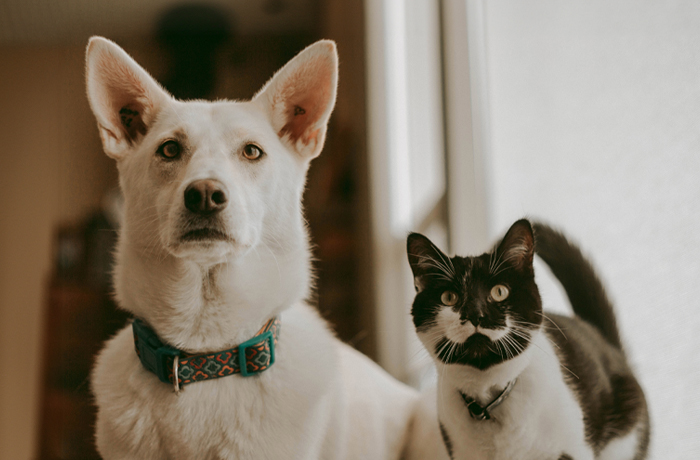 A white dog with erect ears and a blue collar next to a black and white cat wearing a collar.