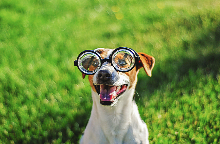 Happy dog wearing round glasses in a grassy field.