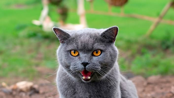 A gray British Shorthair cat with striking orange eyes, looking directly at the camera.