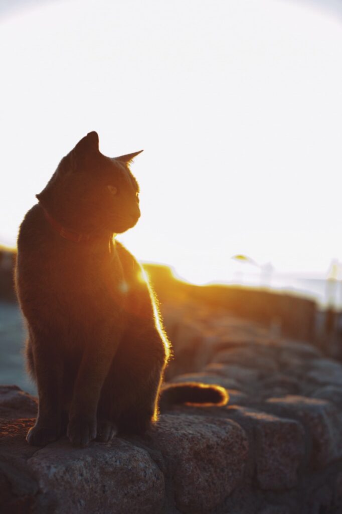A silhouetted cat sitting on a stone wall at sunset, illuminated by warm light.
