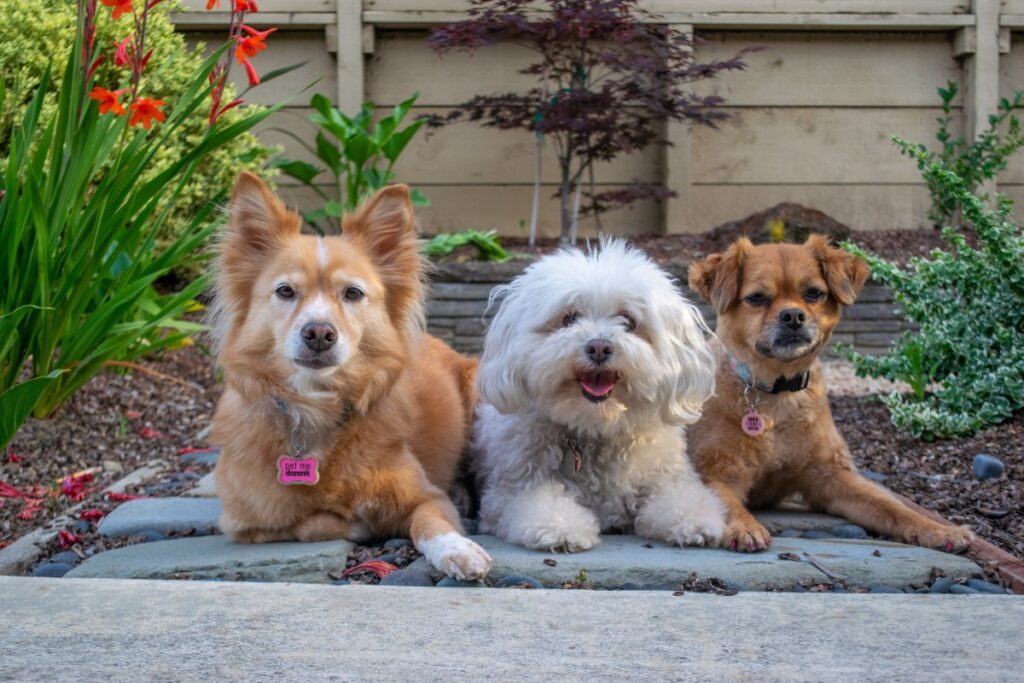 Three dogs sitting outdoors; a golden, a white fluffy, and a small brown dog.