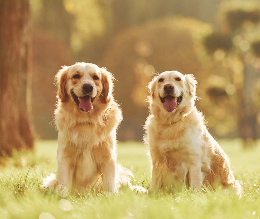 Two golden retrievers sitting on grass in sunlight.