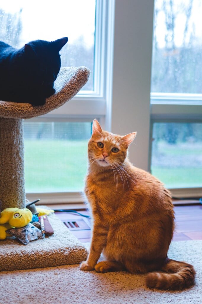 Orange cat sitting, black cat in cat tree by window.