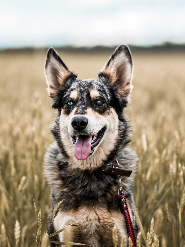 A happy dog with heterochromia smiling in a wheat field.