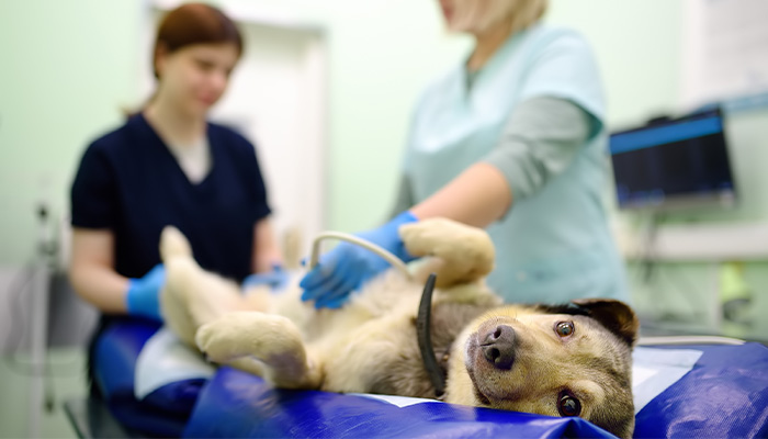 A dog lying on a veterinary table while being examined by two veterinarians.