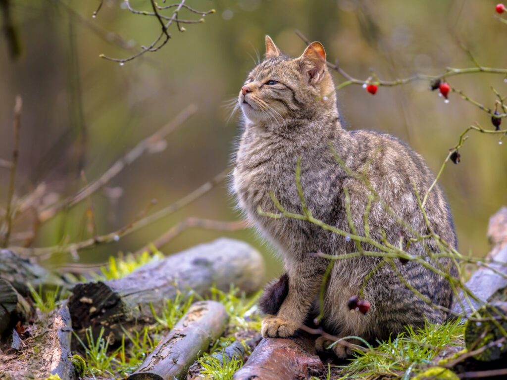 A tabby cat sitting on a log surrounded by greenery and red berries.
