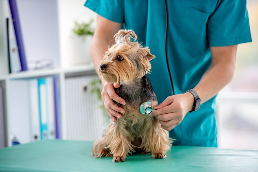 Veterinarian examining a Yorkshire Terrier with a stethoscope on a clinic table.