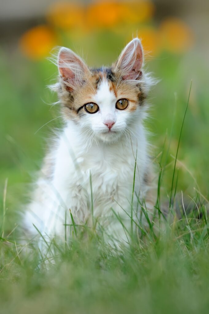 Calico kitten with large eyes sitting in green grass.