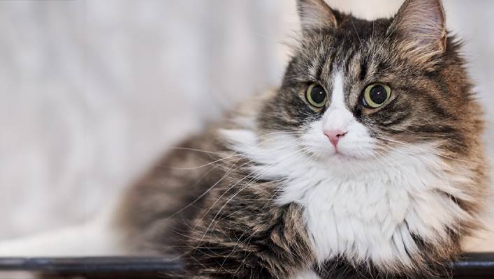 Fluffy, multicolored cat with large green eyes lounging on a ledge.