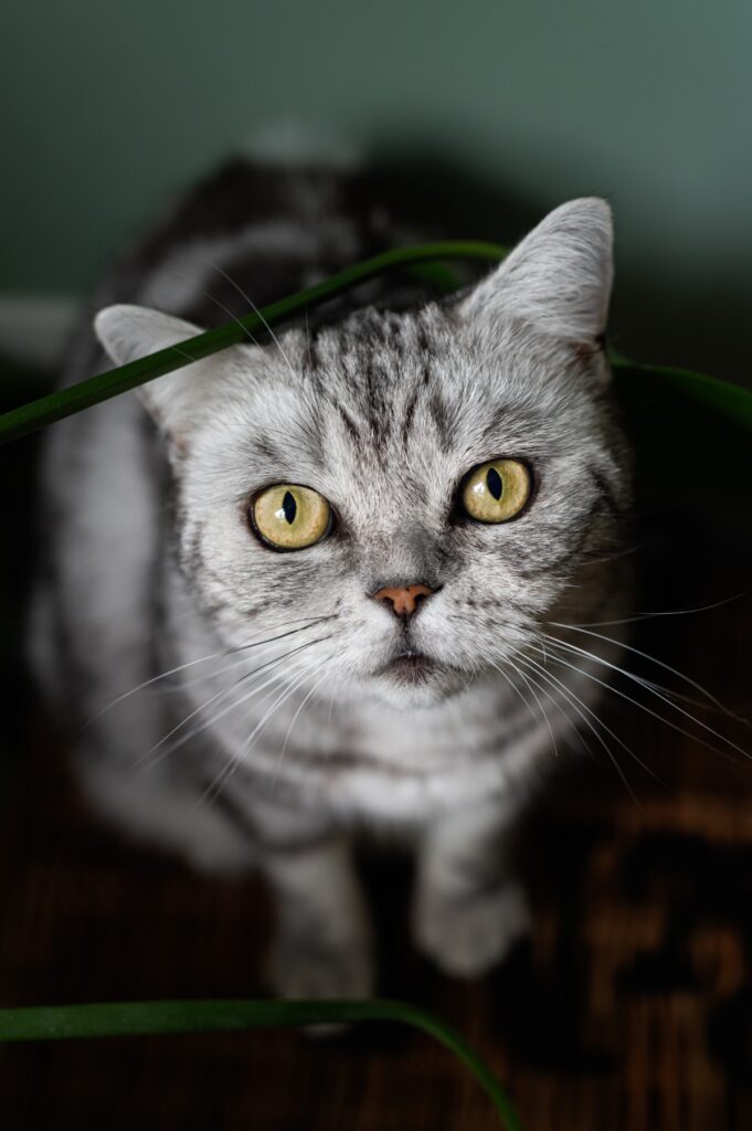 Cute silver tabby british shorthair cat