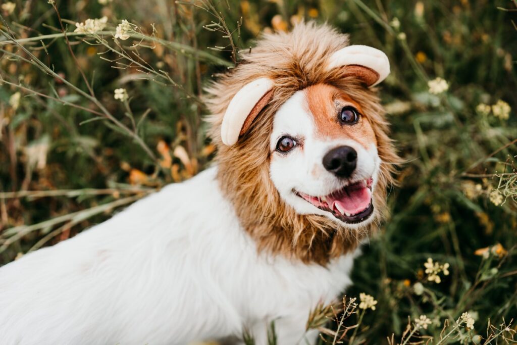 Happy Jack Russell dog wearing a lion costume