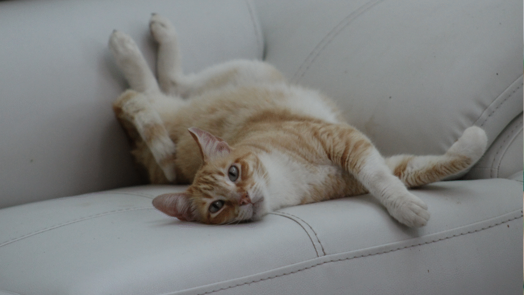 A relaxed orange and white cat lying on its back on a white couch.