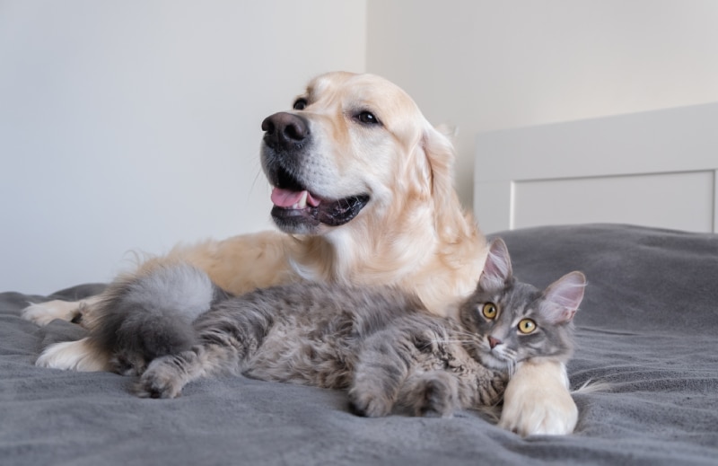golden retriever and a cat laying on bed