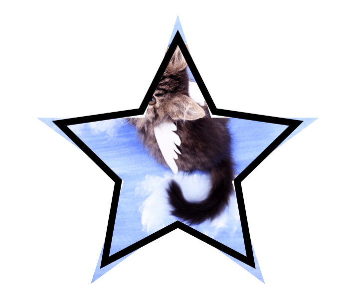 Mythical winged cat illustrating common misconceptions about animal care in Newburgh, NY