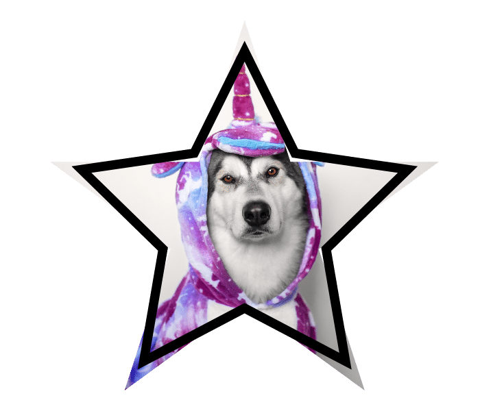 Dog wearing a unicorn costume representing myths about animal care that pet owners ask about at Stone Cottage Veterinary Hospital