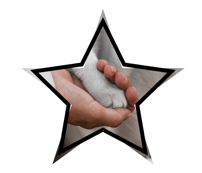 Person holding a cat's paw during a veterinary visit for animal care in Newburgh, NY at Stone Cottage Veterinary Hospital