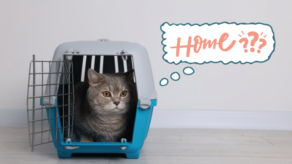 New cat arriving home with pet carrier in Newburgh, NY